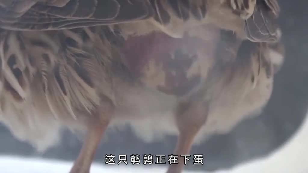 鹌鹑虽然个头小但却不简单