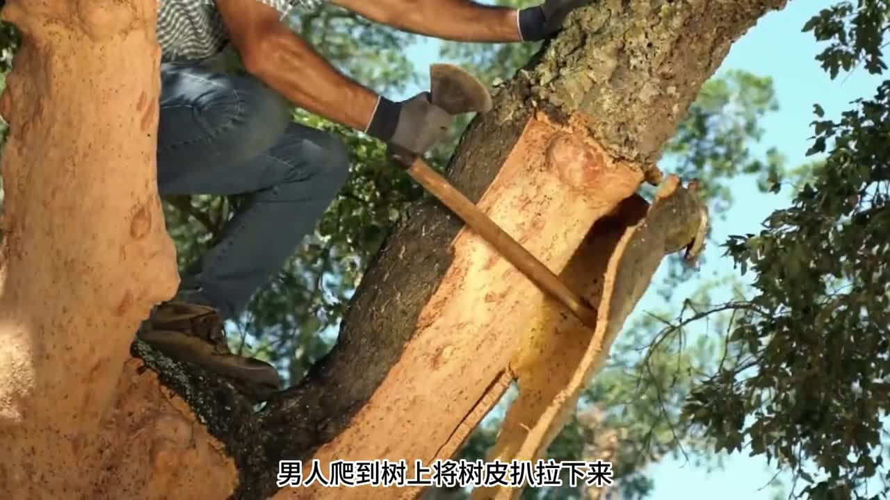红酒木塞是如何制作的