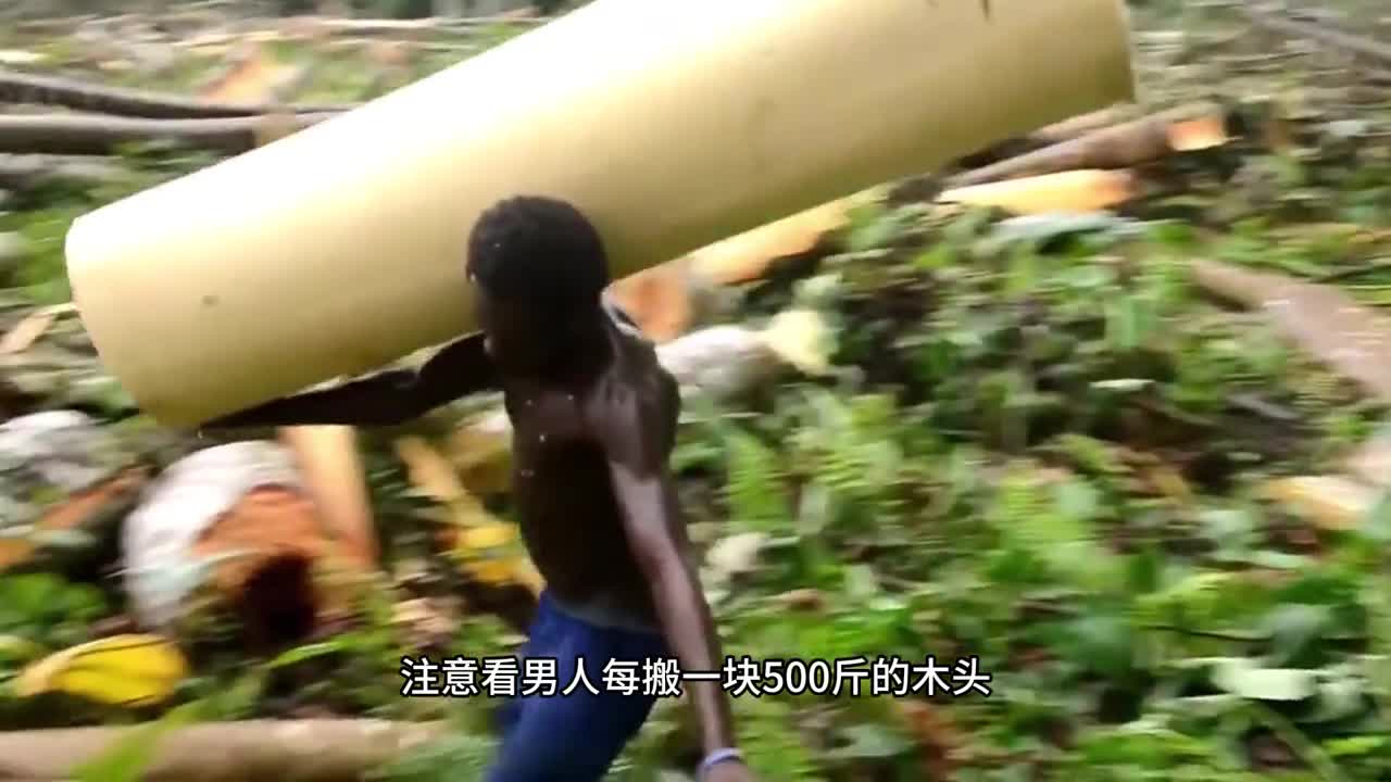 这种从树干内流出的水竟然是价值不菲的白桦树汁