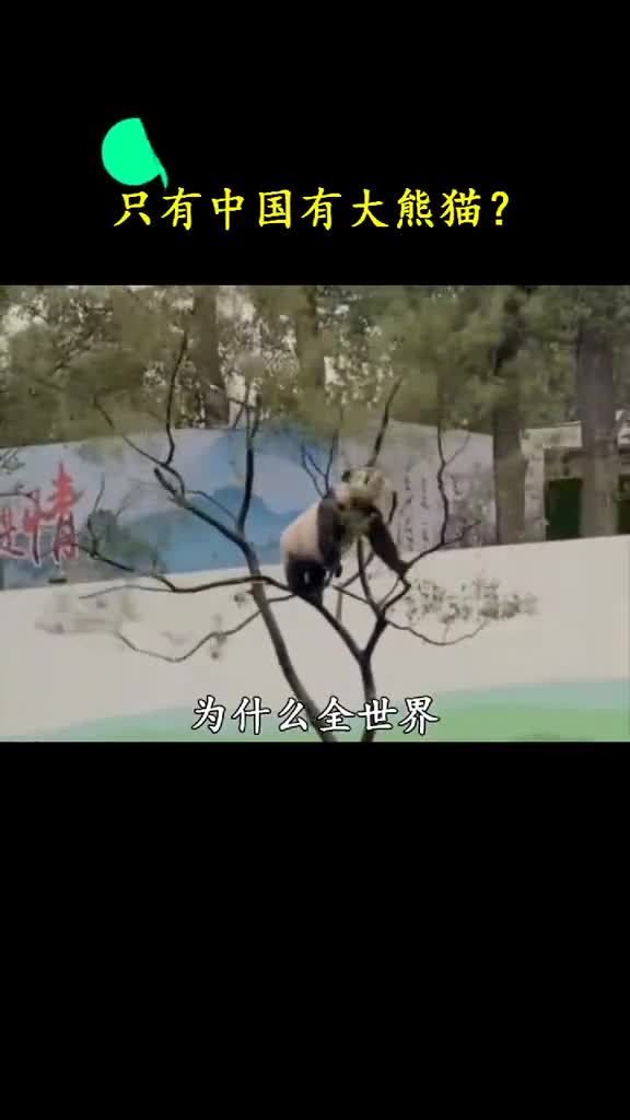 为什么全世界只有我过有大熊猫