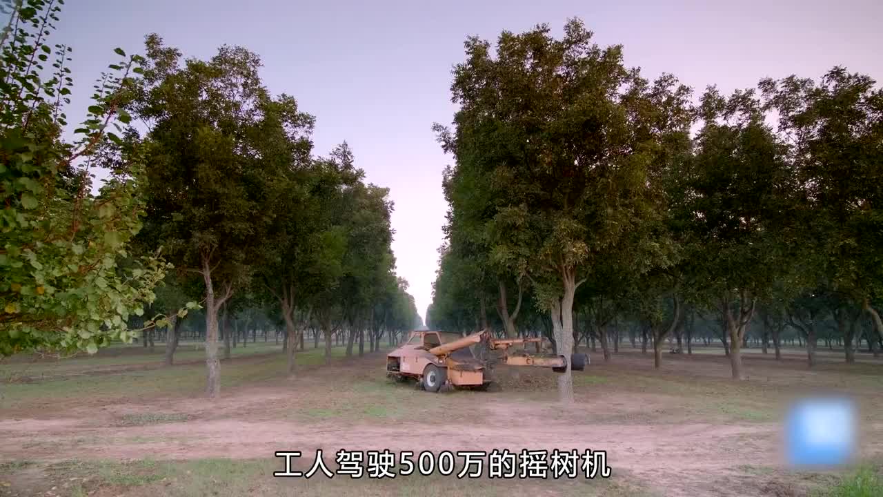 巴旦木你吃过吗