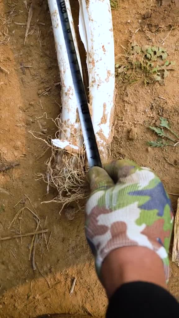 别不信在山东没有葱高这句话一点不夸张