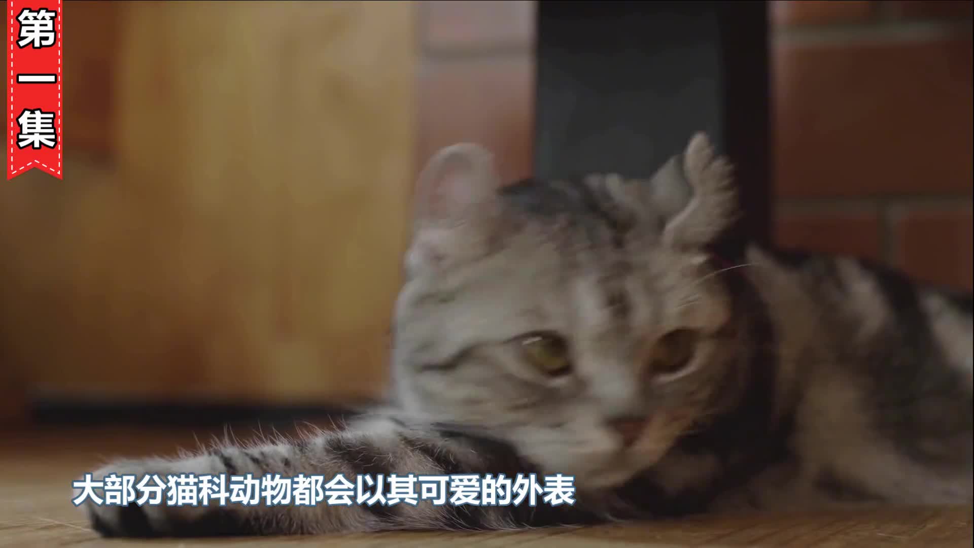 长相萌凶却是最难圈养的猫科动物天生的捕猎高手