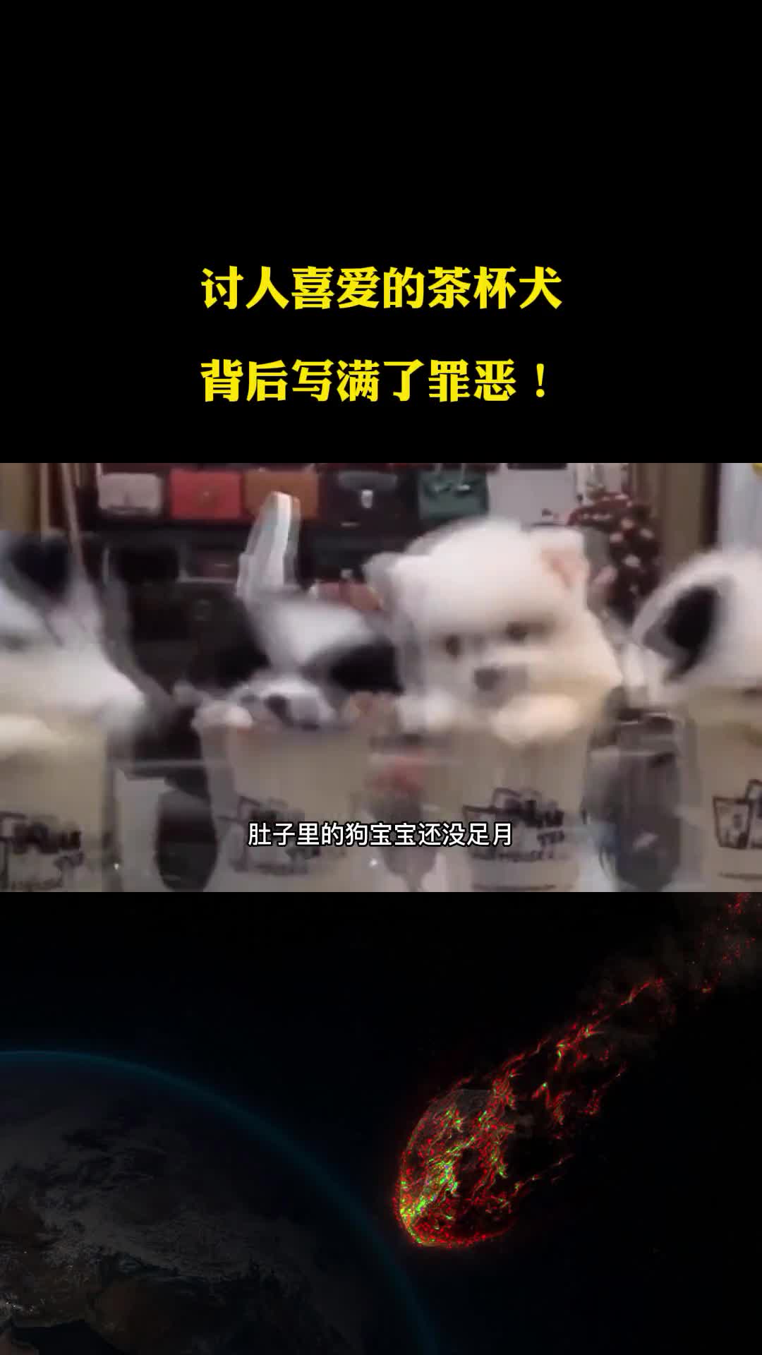 讨人喜爱的茶杯犬背后写满了罪恶