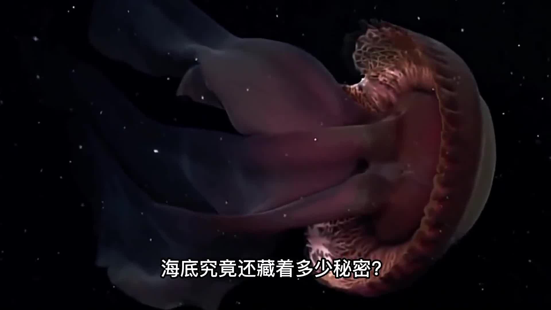 南极发现水母巨怪触手就有10米长深海究竟还有多少秘密