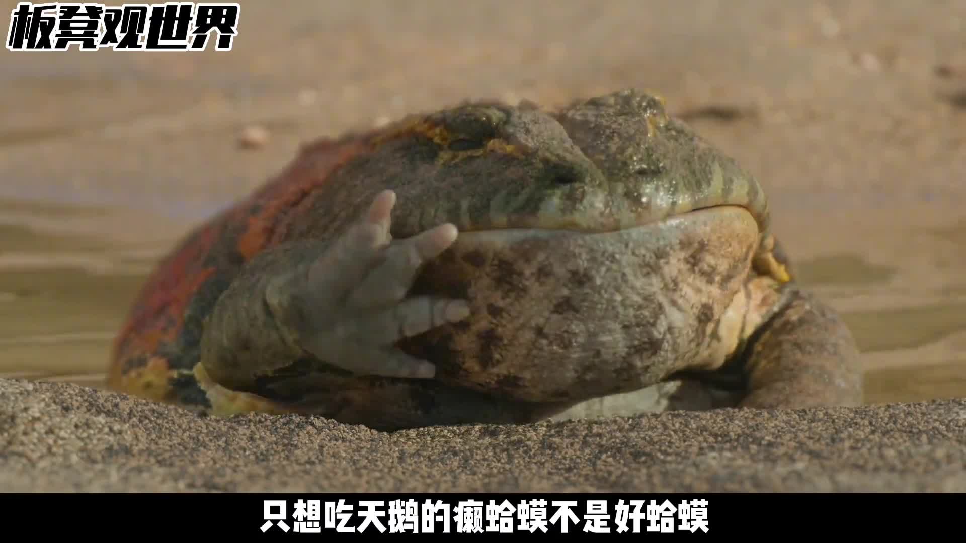 吃恐龙的史前巨兽魔鬼蛙