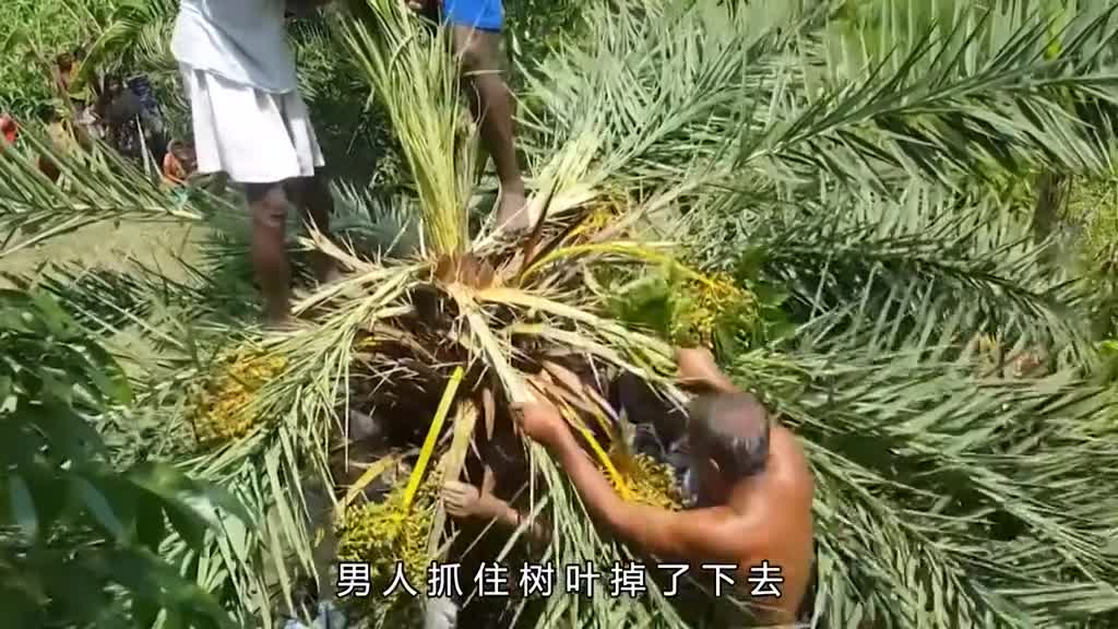 种植一棵树每年至少要花掉1万元这是为什么