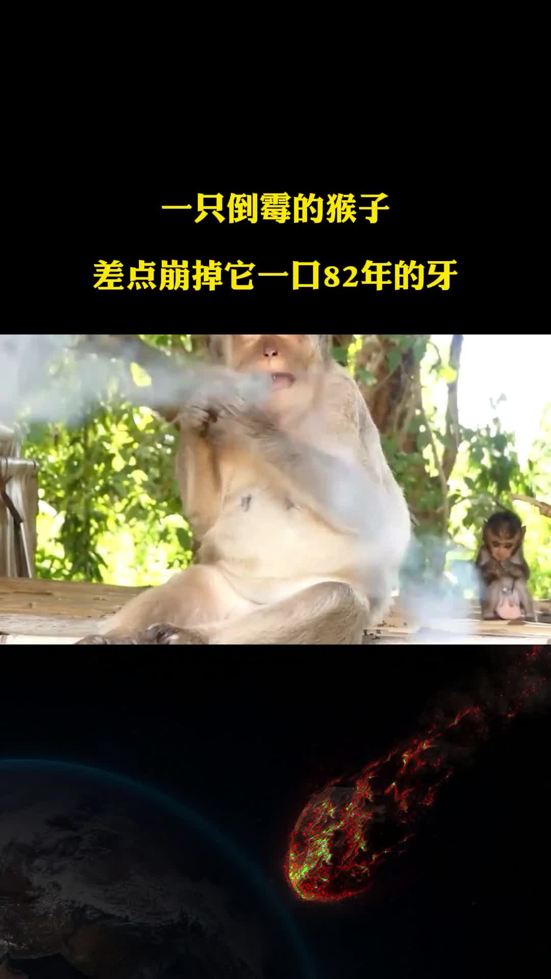 一只倒霉猴子抢到一个打火机差点崩掉它一口82年的牙