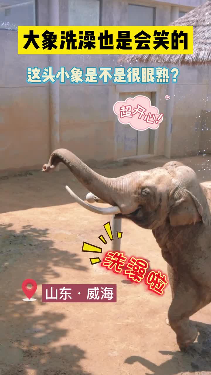 你看它洗个澡嘴巴都咧到耳后根了这头大象大家还记不记得它没错就是那头用鼻子为小朋友捡掉落鞋子的大象
