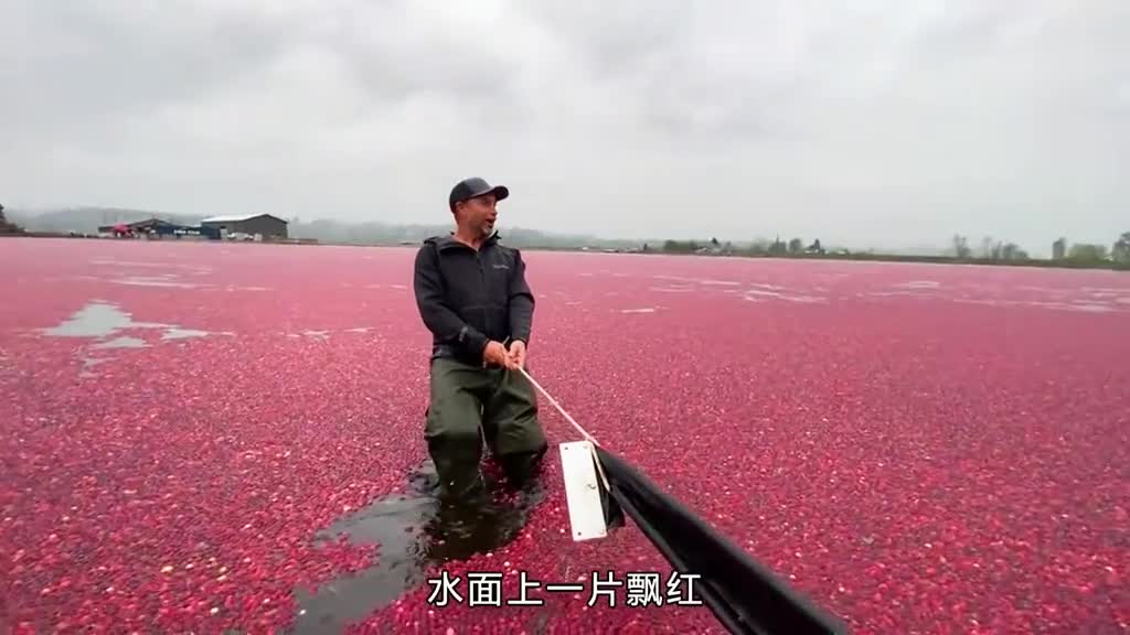 蔓越莓生长在水里吗看完才知道
