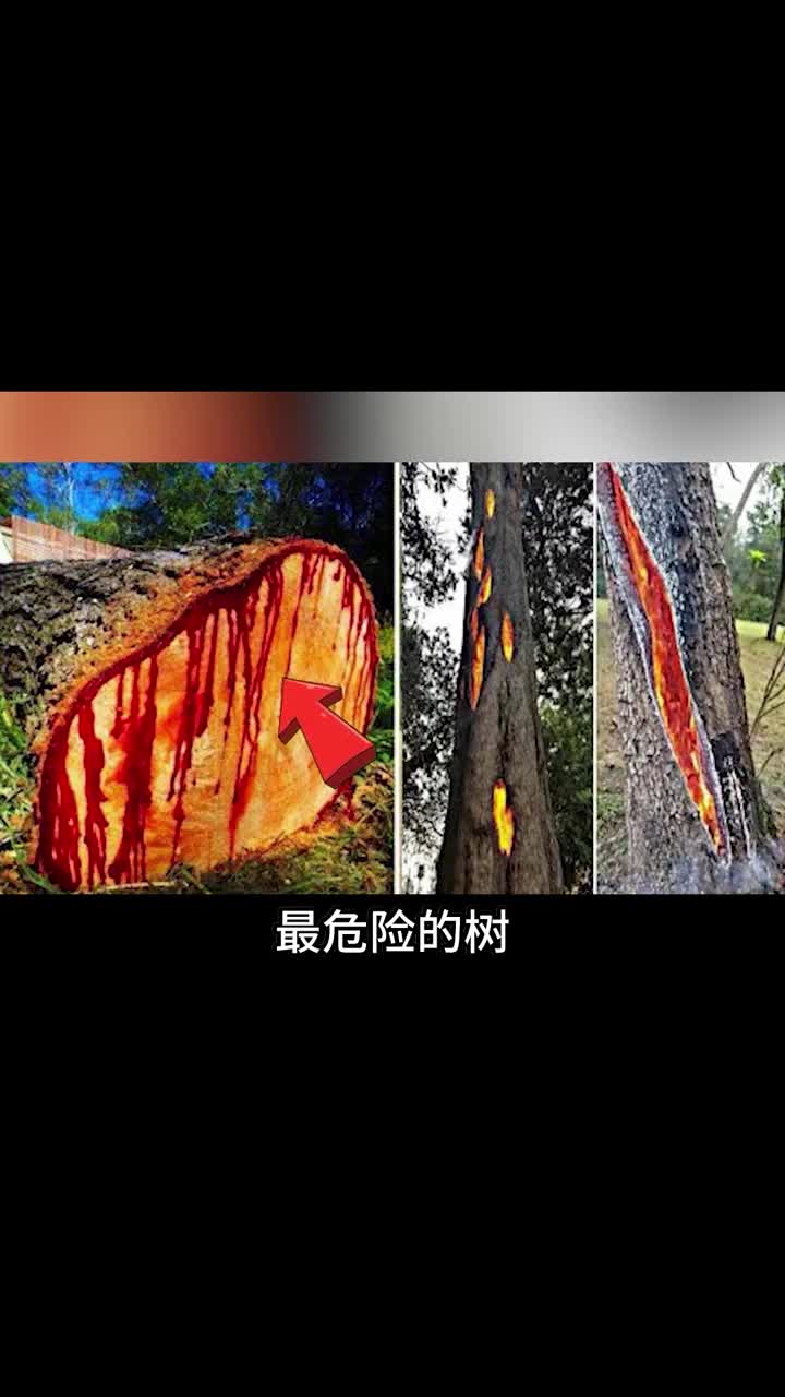 世界上最危险的树木