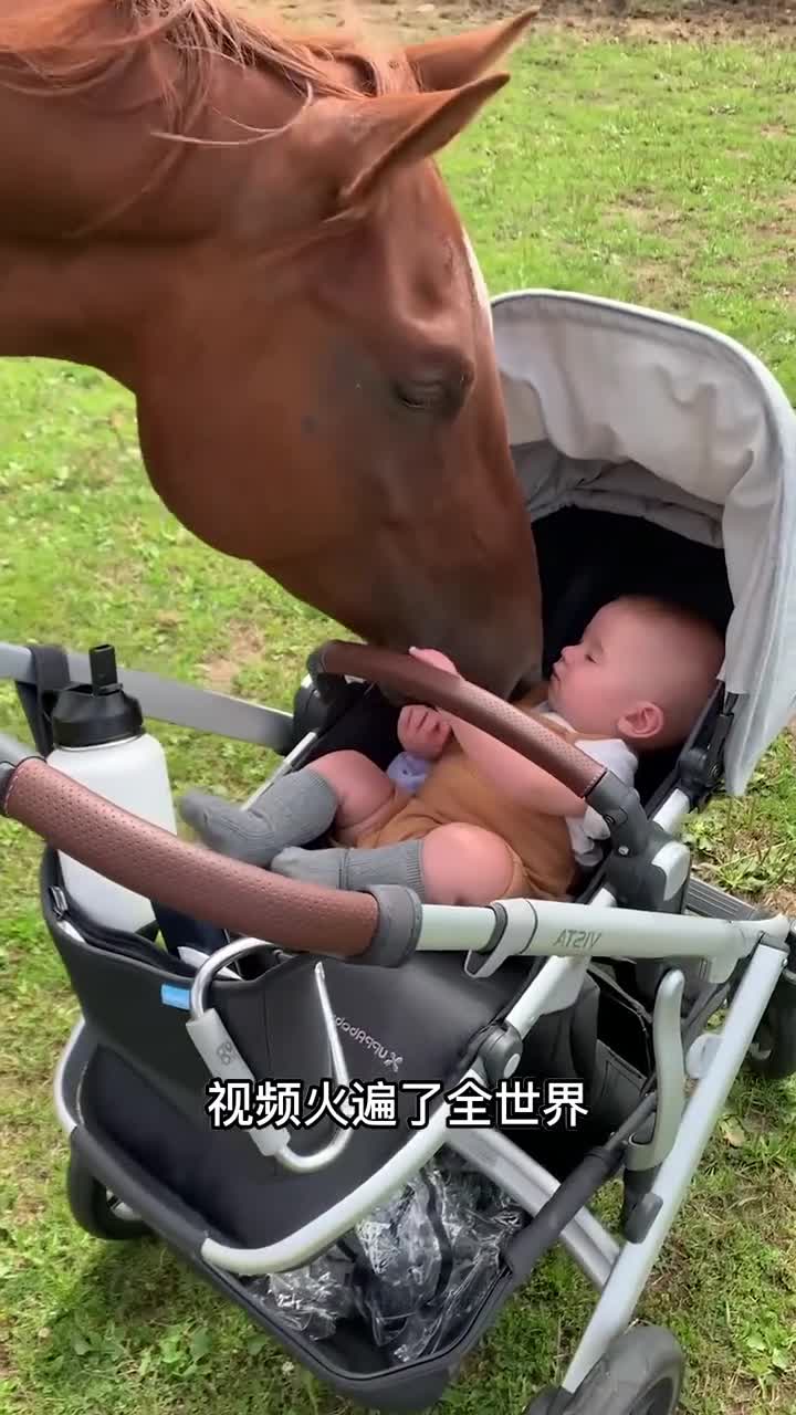 温顺的马居然能认出婴儿
