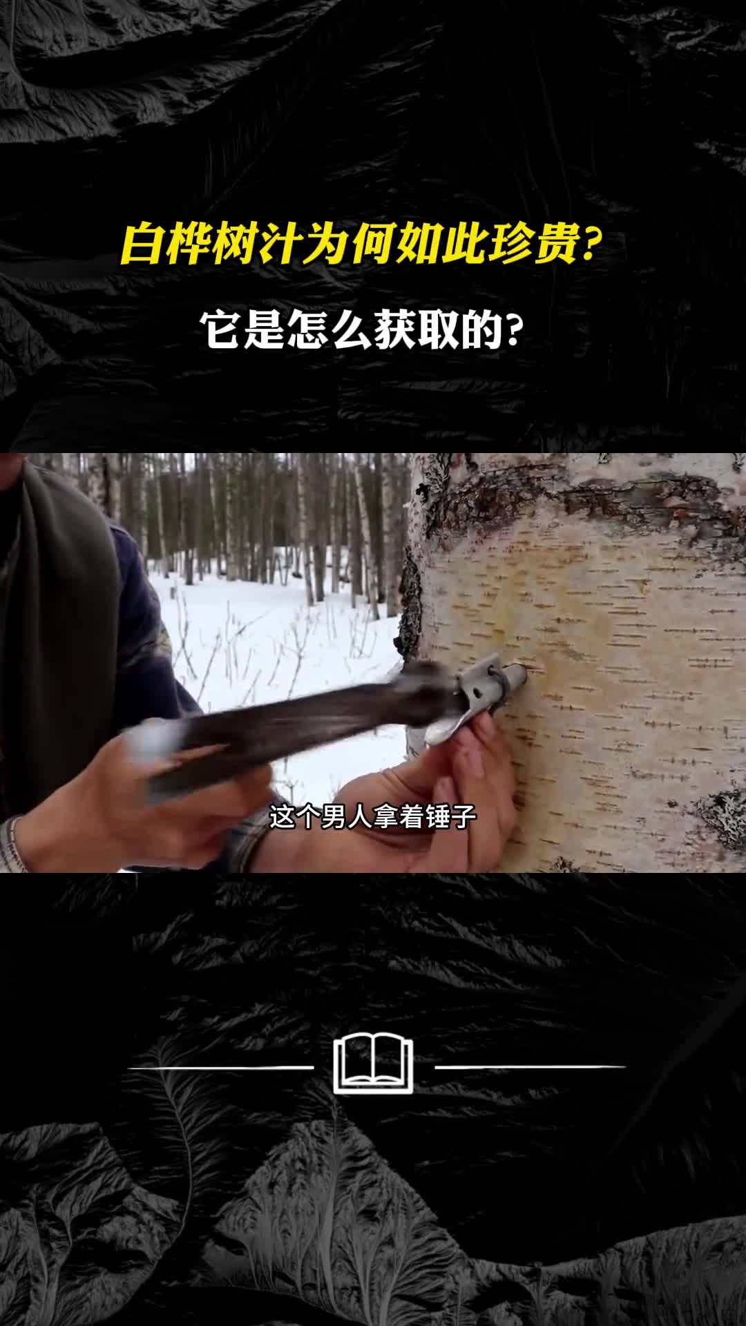 白桦树汁为何如此珍贵它是怎么获取的
