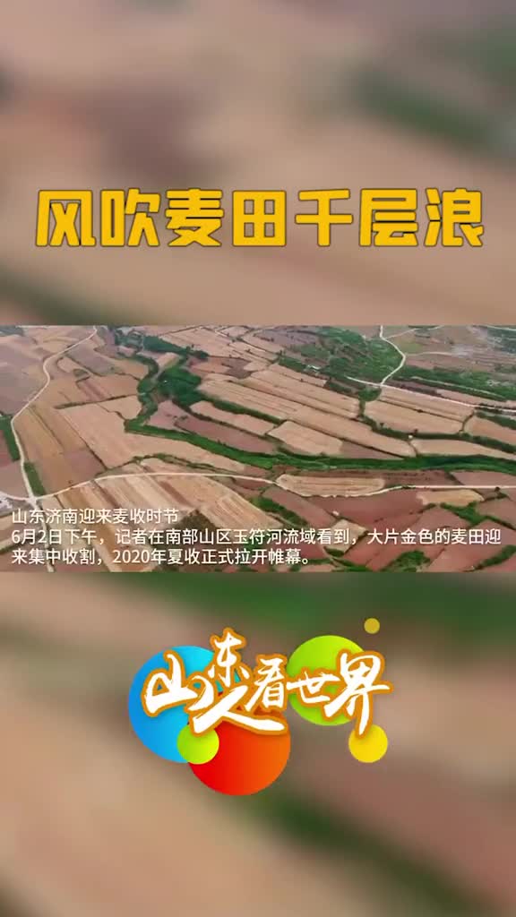 你那里收麦了嘛风吹麦田千层浪济南迎来麦收季节愿农民朋友麦子大丰收