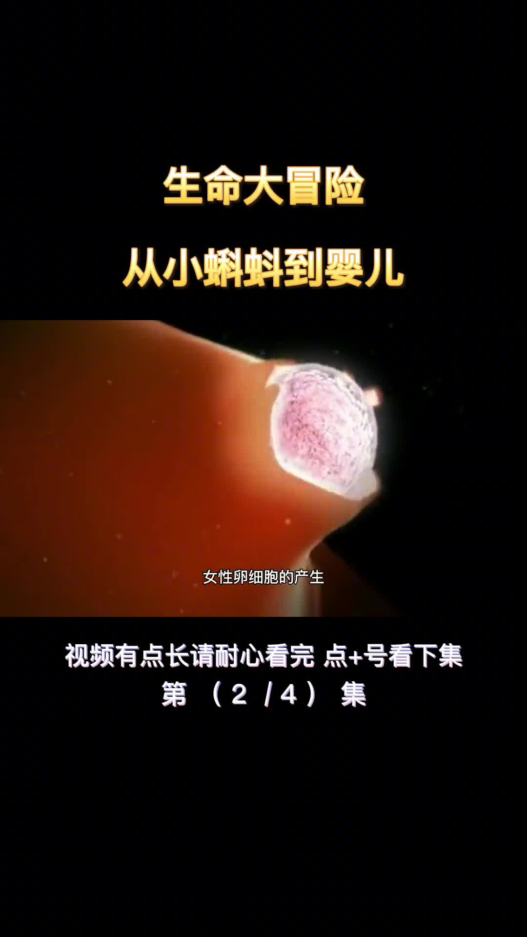 生命大冒险从小蝌蚪到婴儿第2集