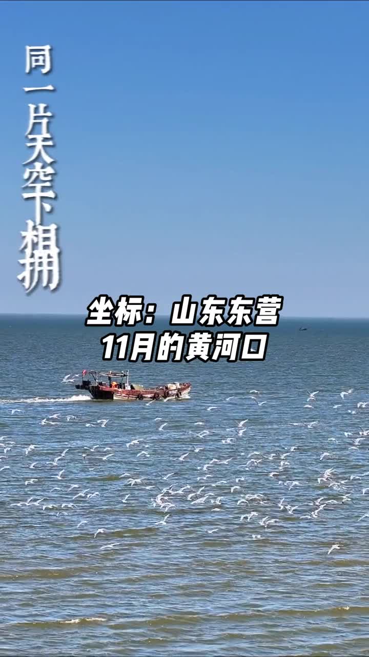 11月的东营黄河入海口万鸟翔集鸟类是湿地的精灵需要我们一起守护