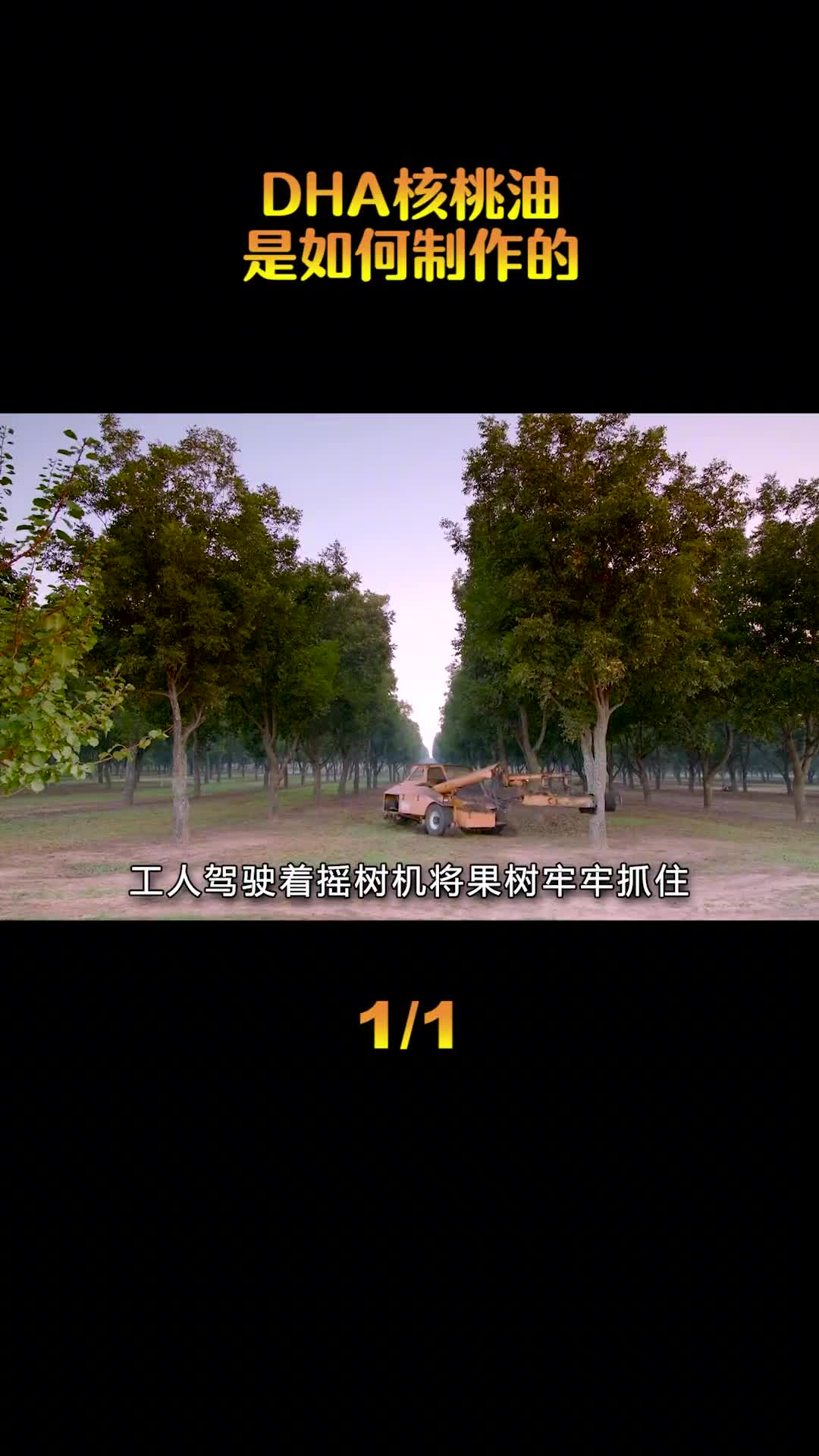 DHA核桃油是如何制作的