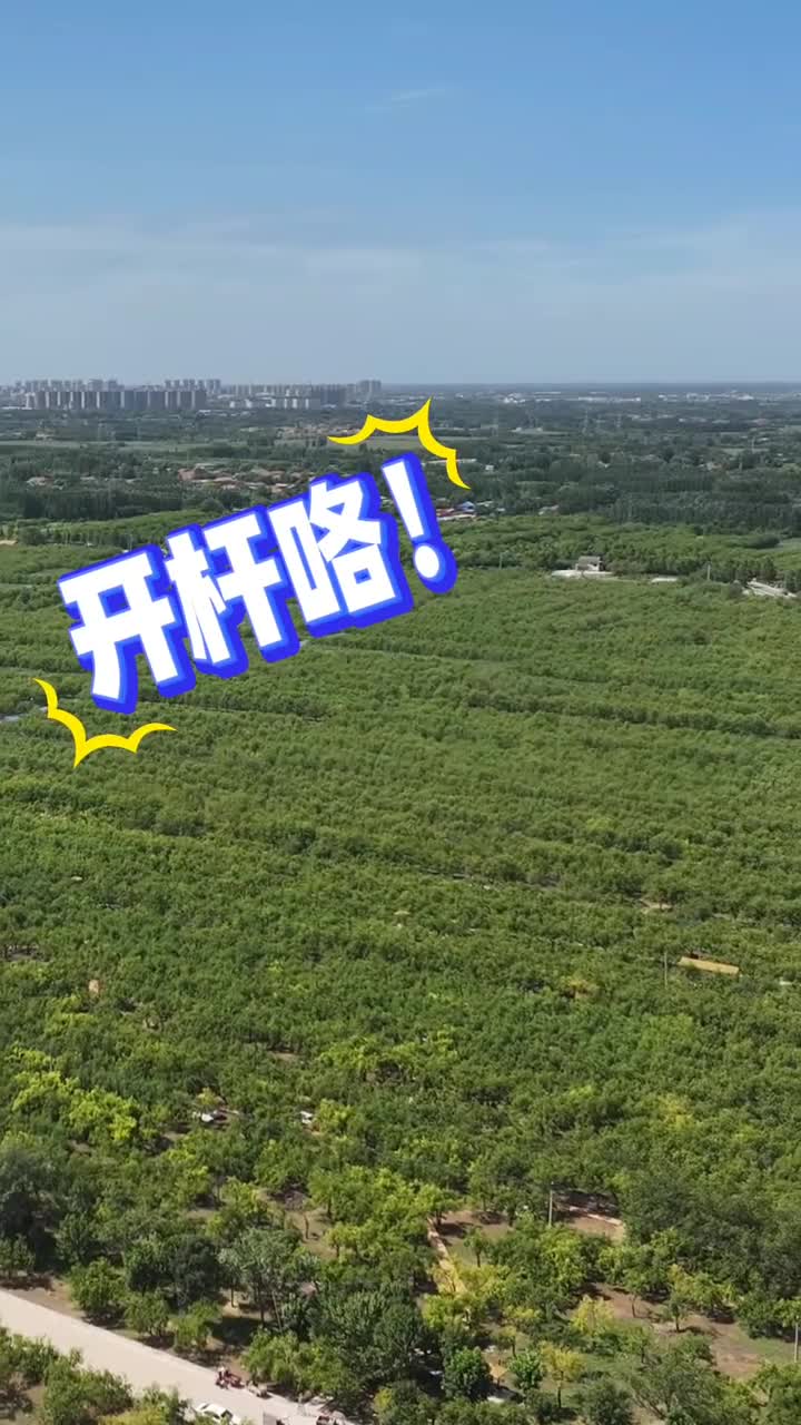 九月正是乐陵打枣的好季节快来乐陵吃枣吧
