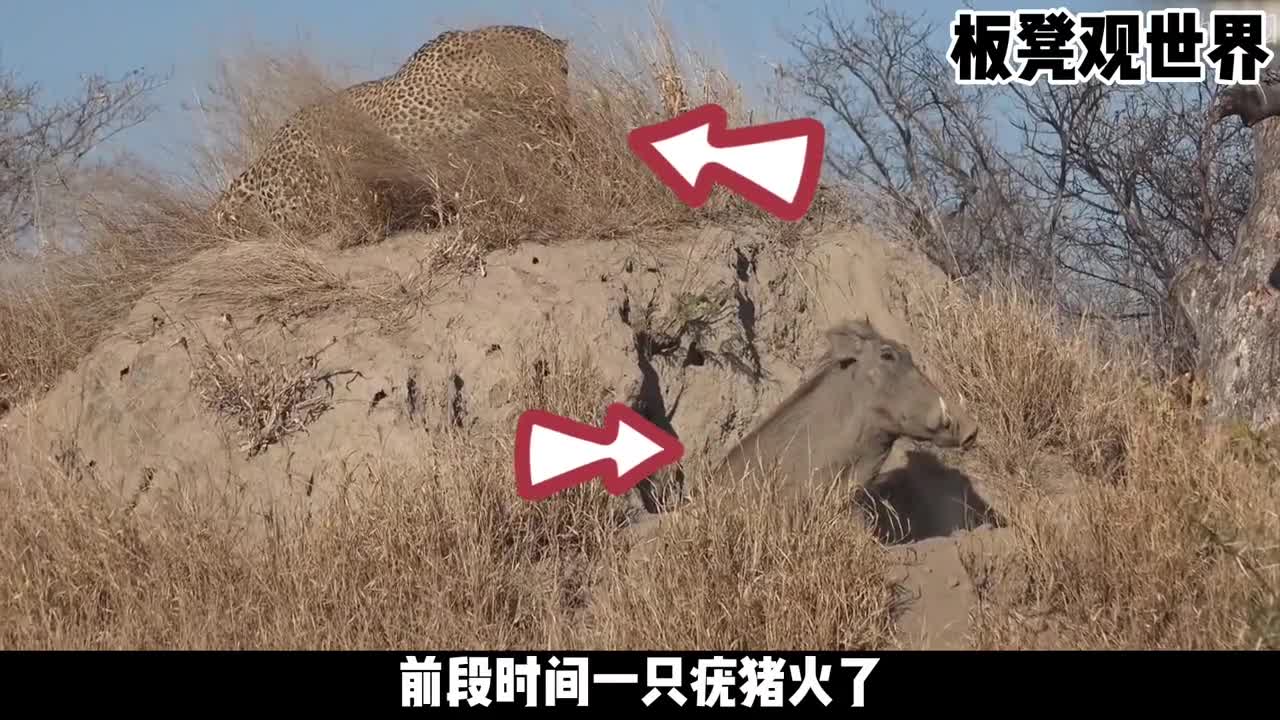 花豹与疣猪对峙猪哥我等你等得好苦啊