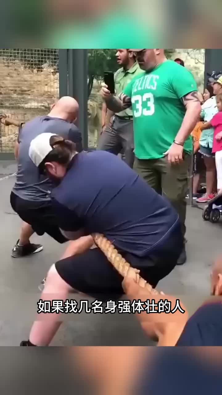 人类与狮子的力量比较