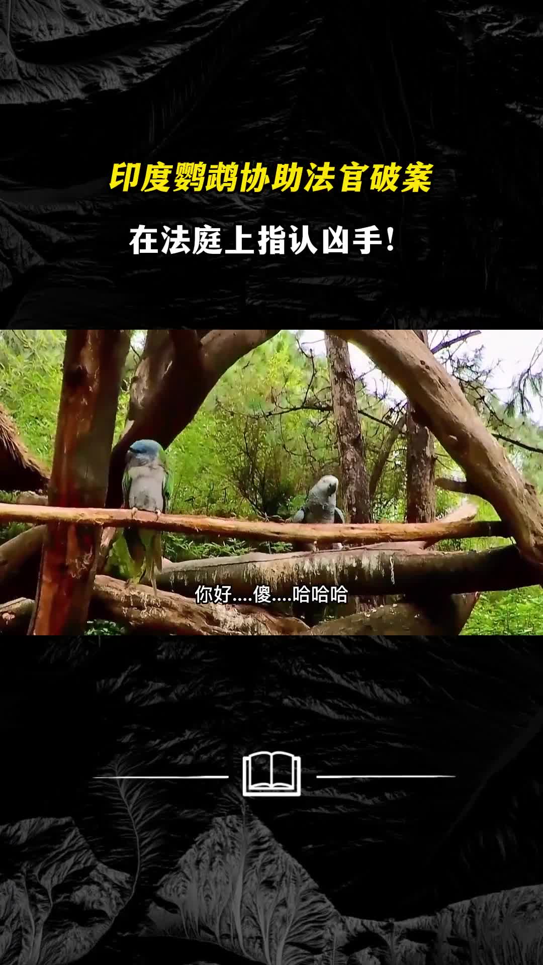 印度鹦鹉协助法官破案在法庭上指认凶手鹦鹉智商究竟有多高