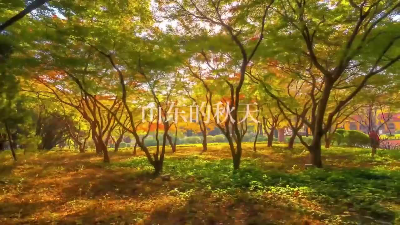 周末去哪玩山东秋日色彩图鉴这个周末一起去收集山东秋天的色彩吧