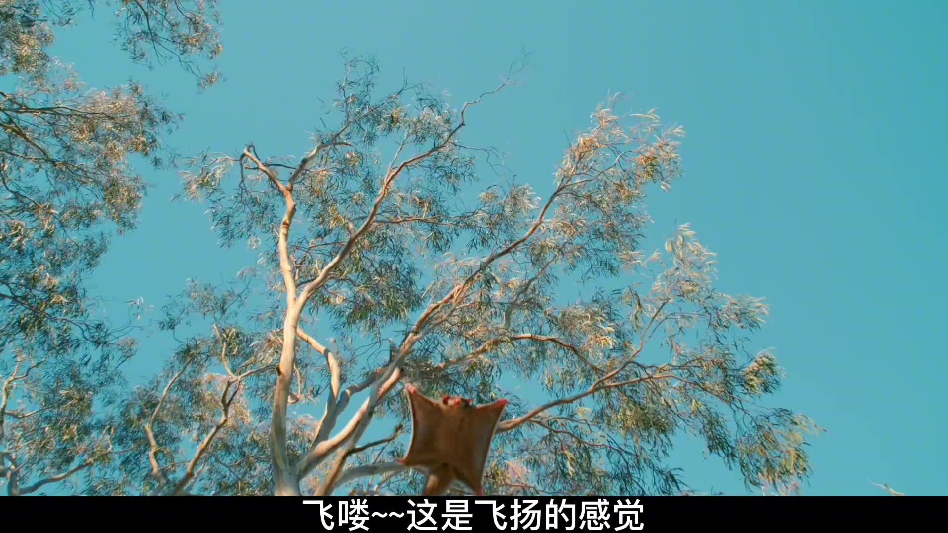 小奇葩澳洲棘蜥