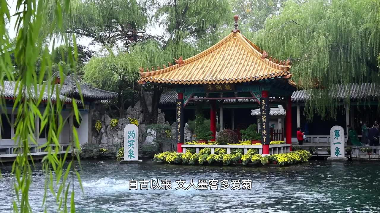 不是花中偏爱菊此花开尽更无花又到赏菊时节济南第43届趵突泉菊花展开幕600余个菊花品种10万余盆菊花等您来观赏