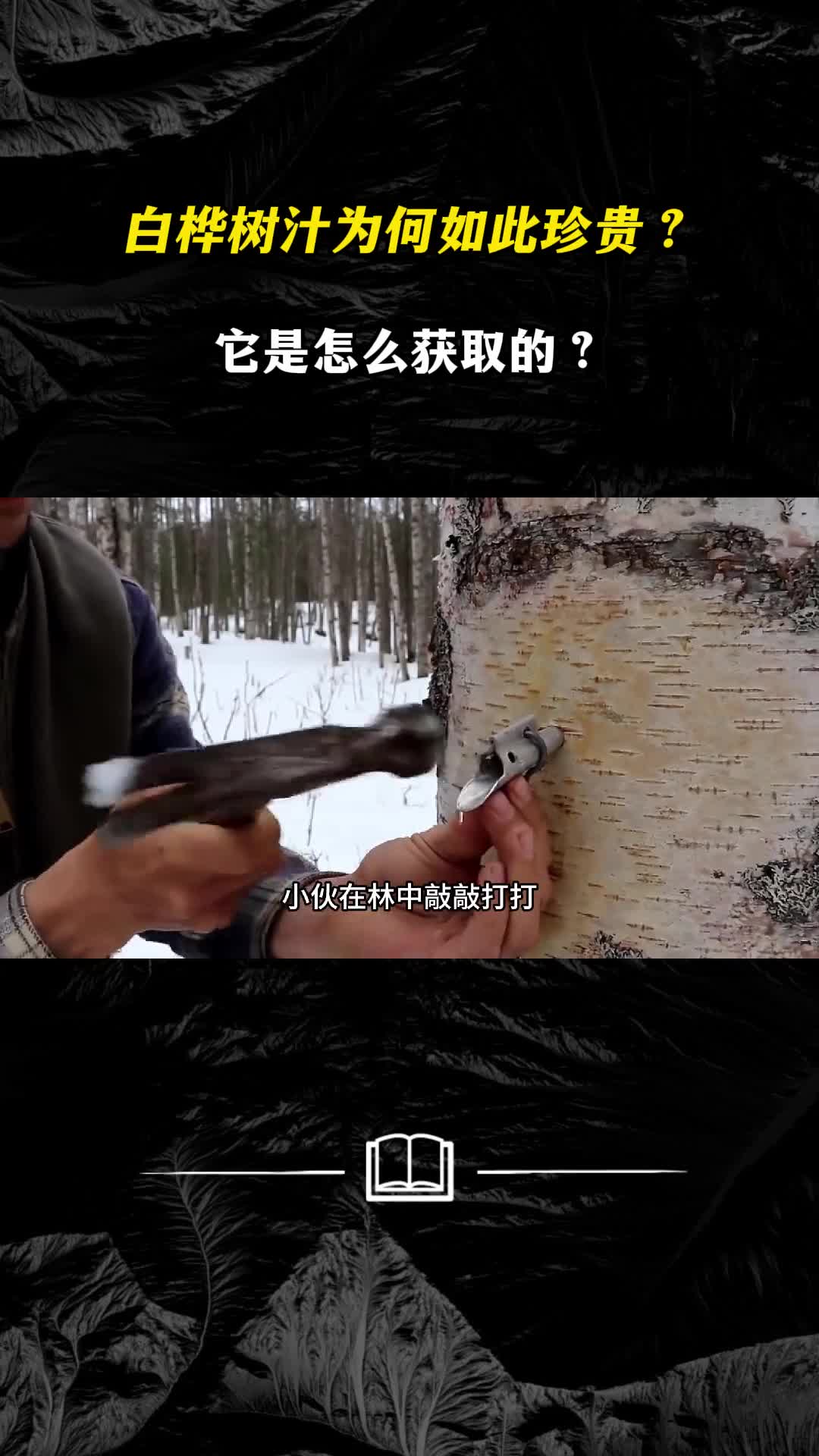 俄罗斯人无意发现了白桦树汁的美味从此便开启了通往新世界的大门