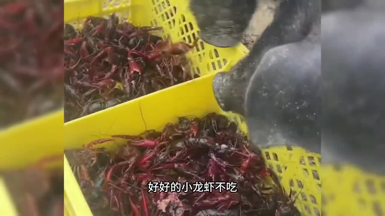 不愧是天海藏大品牌一盒小龙虾尾就足足有半斤重每一只都肥美多汁真的太好吃了