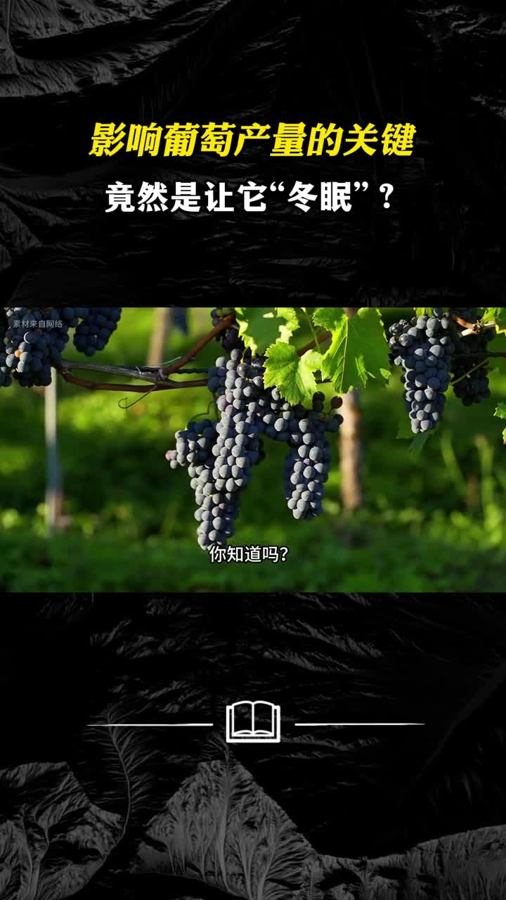 影响葡萄产量的关键竟然是让它冬眠