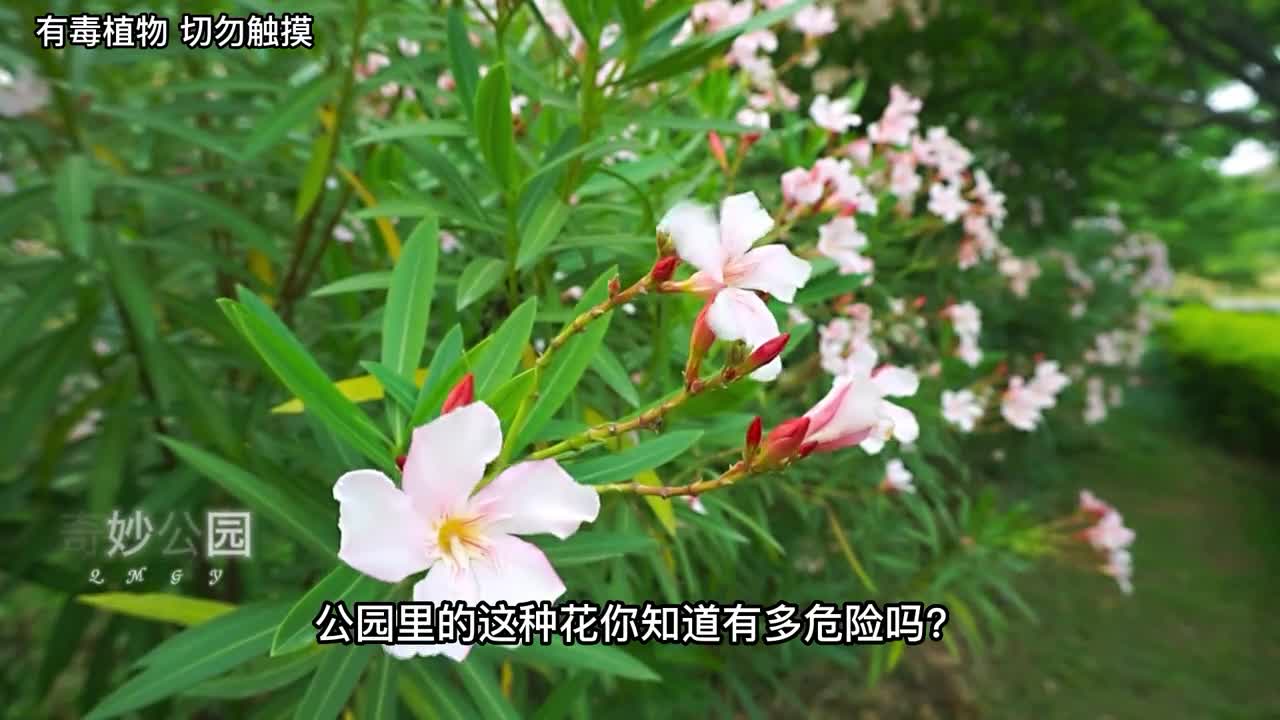 公园随处可见的夹竹桃花竟然是剧毒女子不知含住拍照最后送医第1集