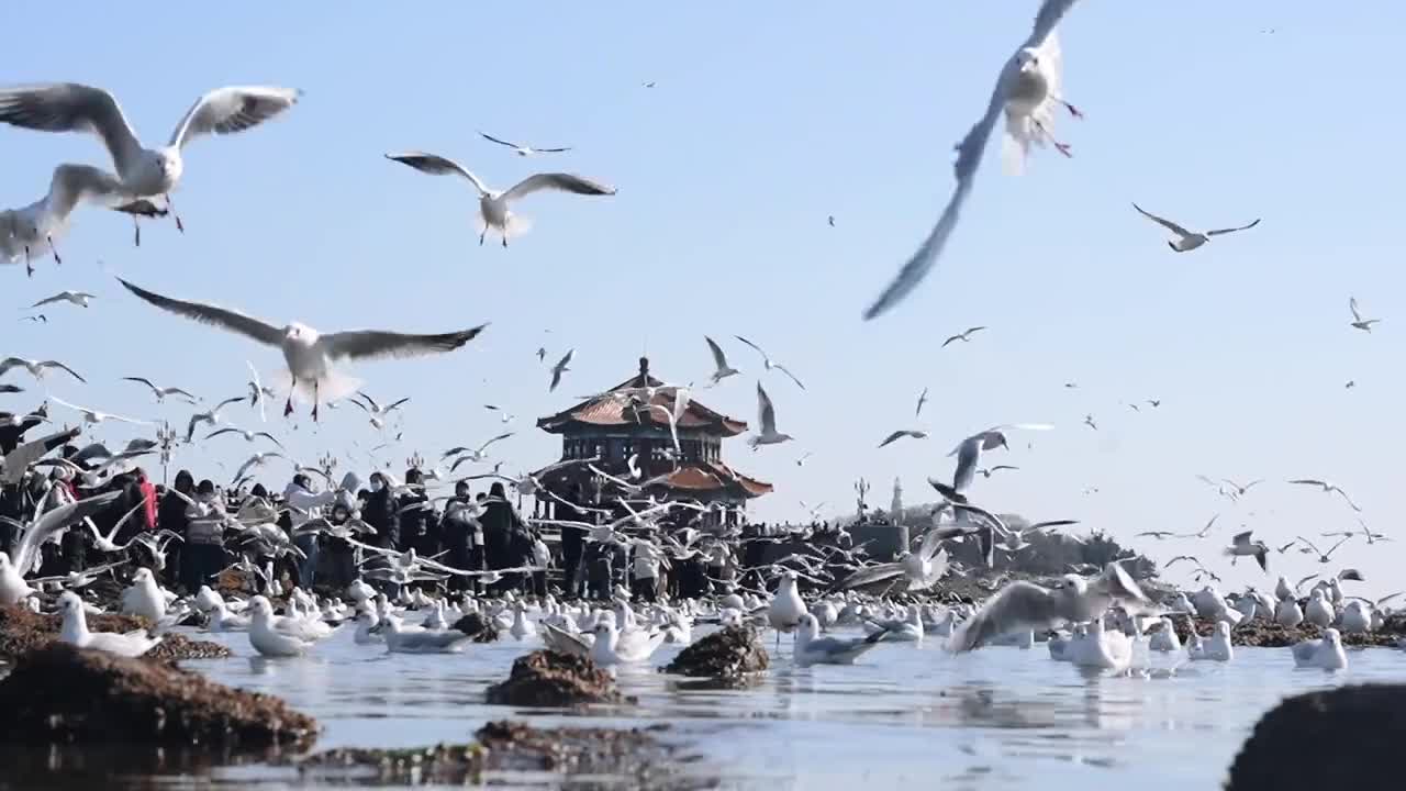 去有风的地方看海鸥飞翔新的一年总要和喜欢的人来青岛喂一次海鸥吧来源小庞