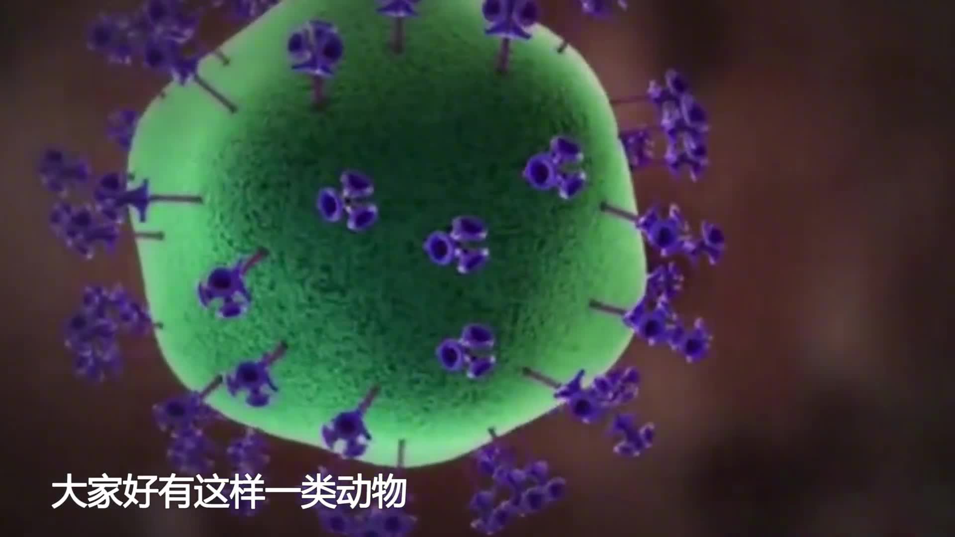 蝙蝠就是一个移动的病毒库这500万年的老怪好厉害