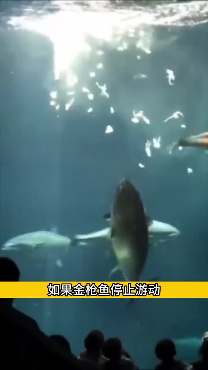 为什么我们买不到活着的金枪鱼