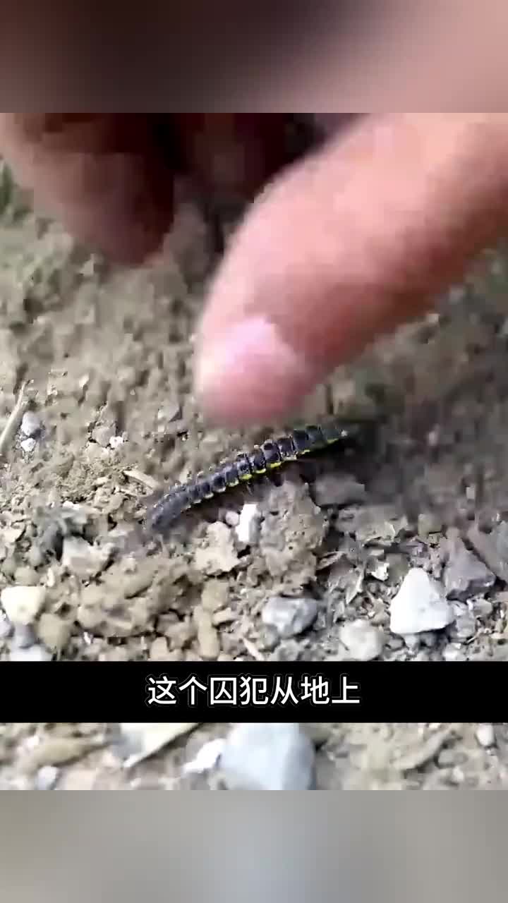 高智商男子如何越狱