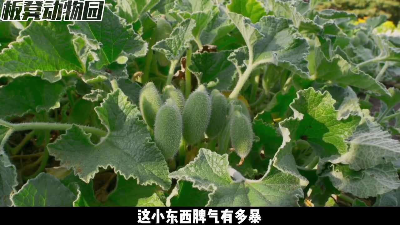 植物传播种子的神技能吹响生命的冲锋号