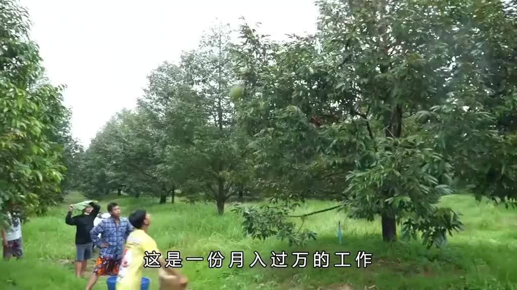 你知道榴莲是如何采摘的吗