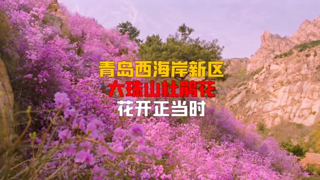 万亩杜鹃遍野飞红青岛西海岸新区大珠山景区的万亩野生杜鹃花开始竞相绽放进入赏花佳期