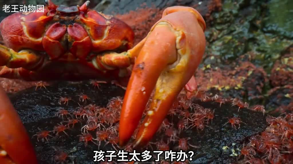 红蟹的诞崽派对