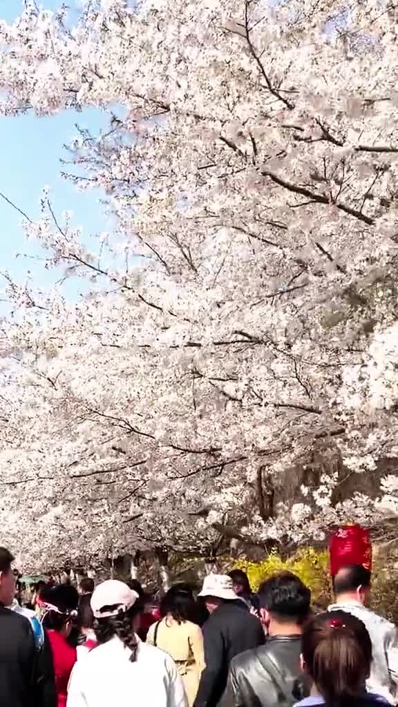 友情提示现在去看就得往上爬喽