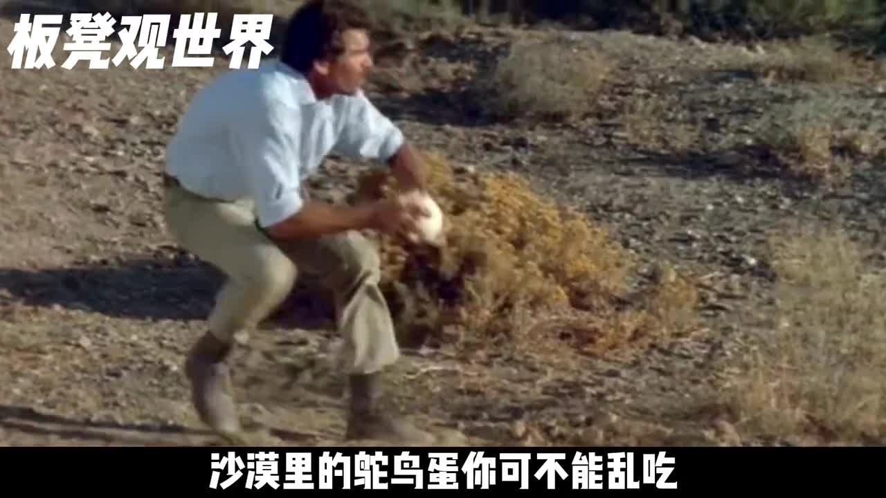 沙漠里的鸵鸟和平头哥一个也惹不起
