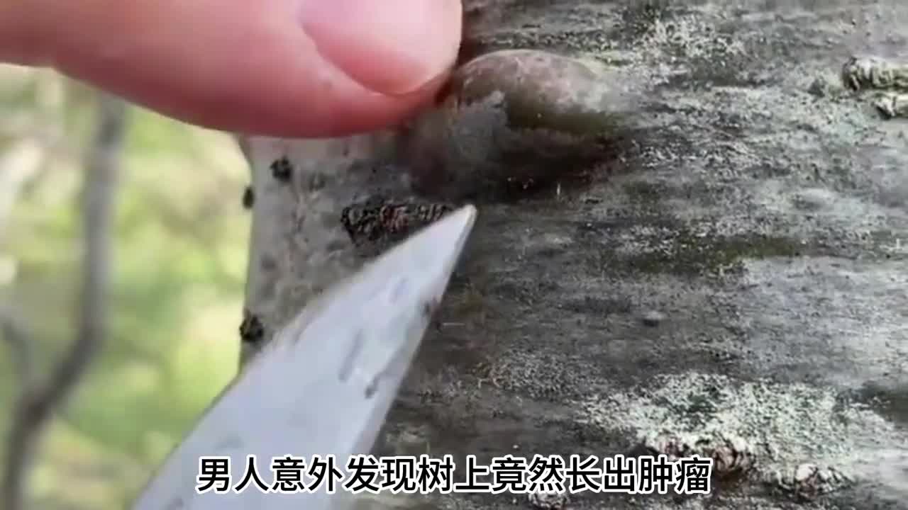 只有北方人才知道的白桦树汁南方人应该都没喝过吧