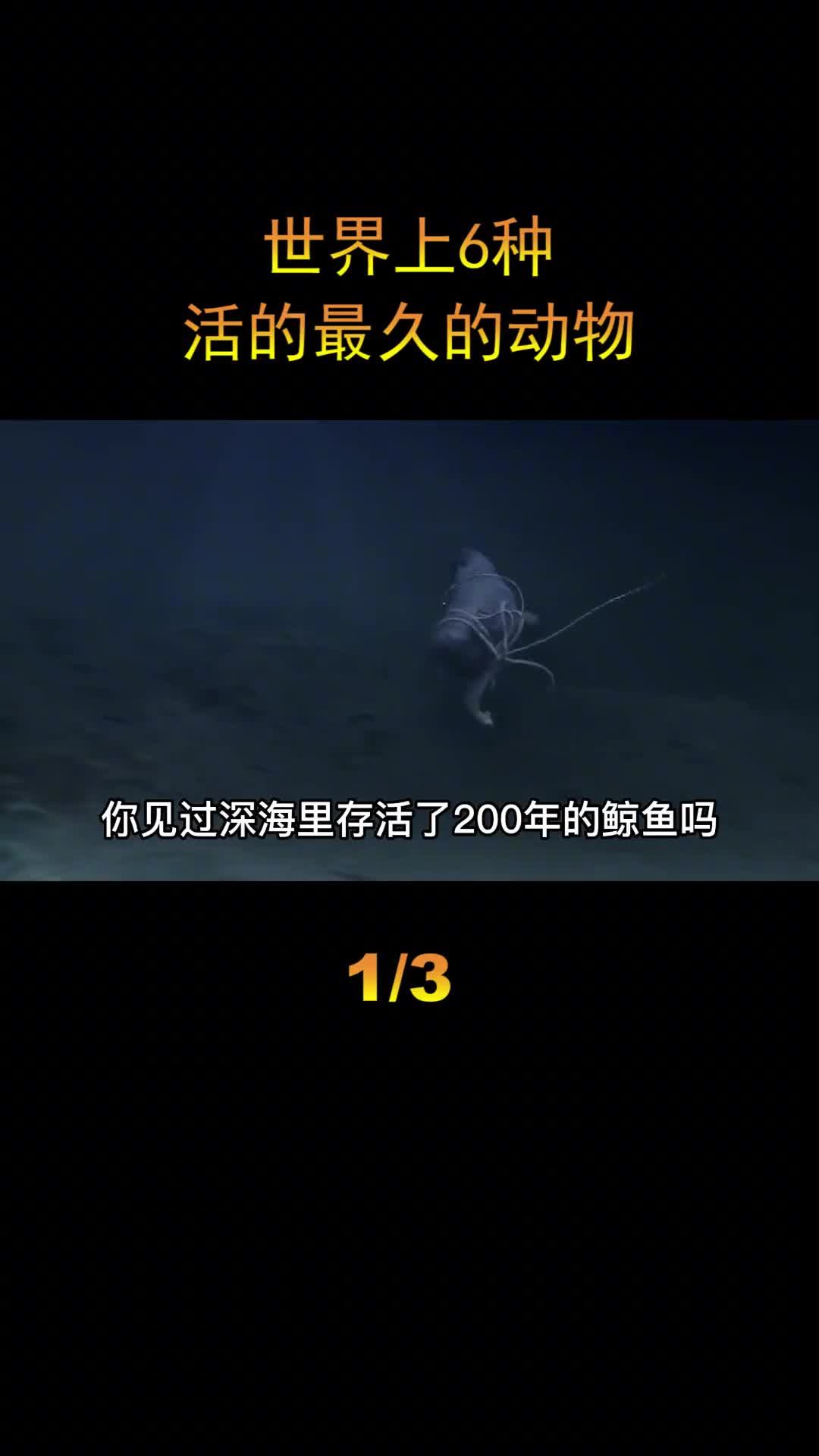 盘点世界上活最久的6种动物排名第一的动物竟然可以永生