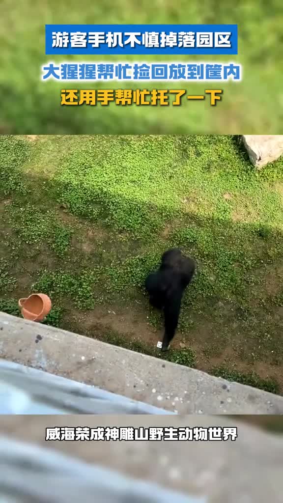威海荣成神雕山野生动物世界内游客手机不慎掉落大猩猩帮忙捡回放到筐内网友不光情绪稳定还很有礼貌