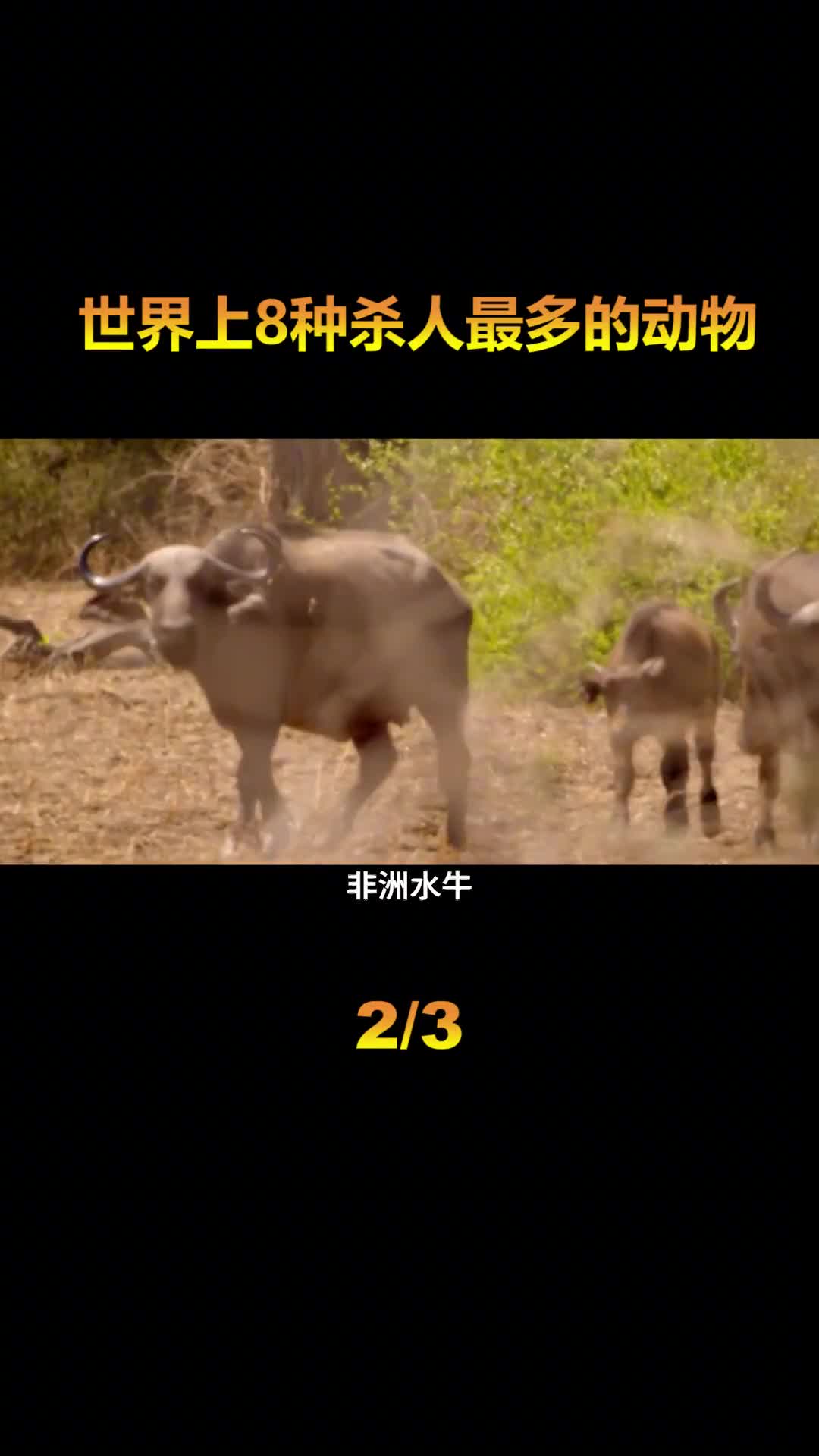 盘点世界上8种杀人最多的动物排名第一的动物每年致死70万人