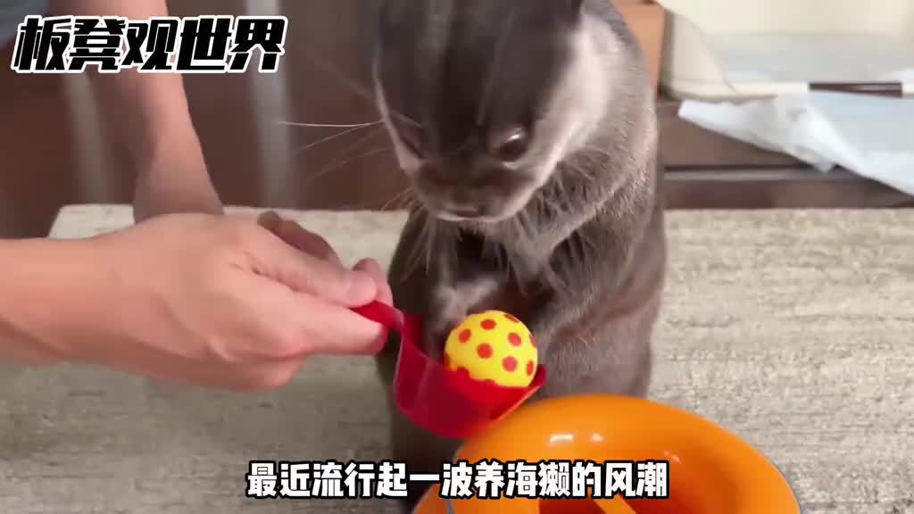 动物界的海王渣男海獭