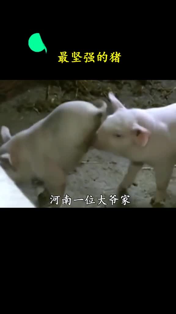 又一只猪坚强诞生了这次大爷并没有放弃它