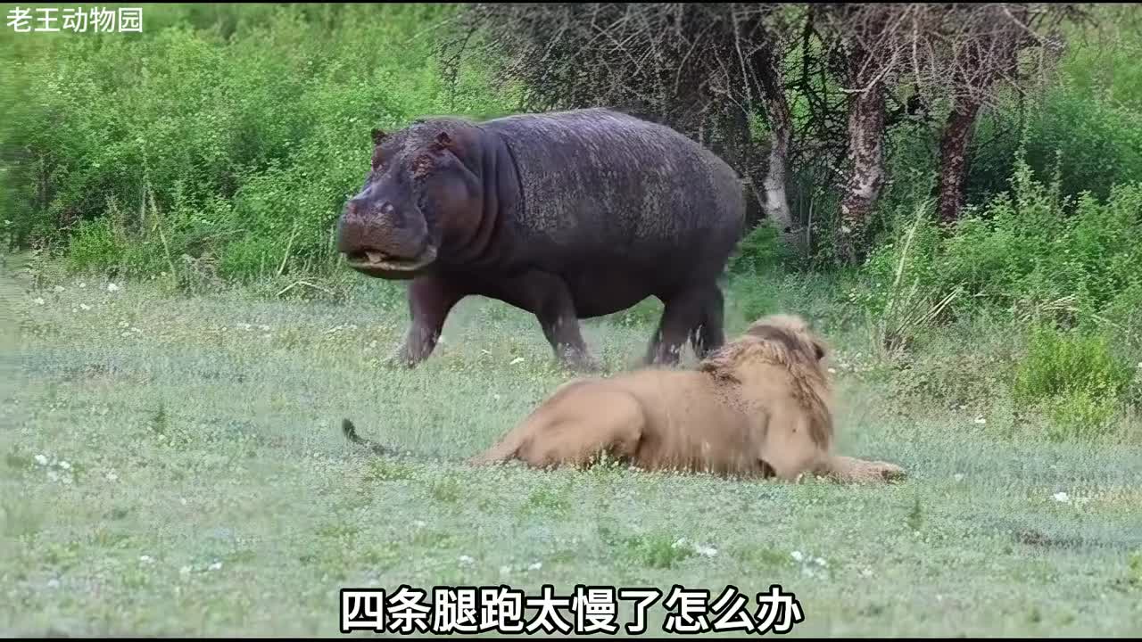 河马无鳄不坐的驾狮高手