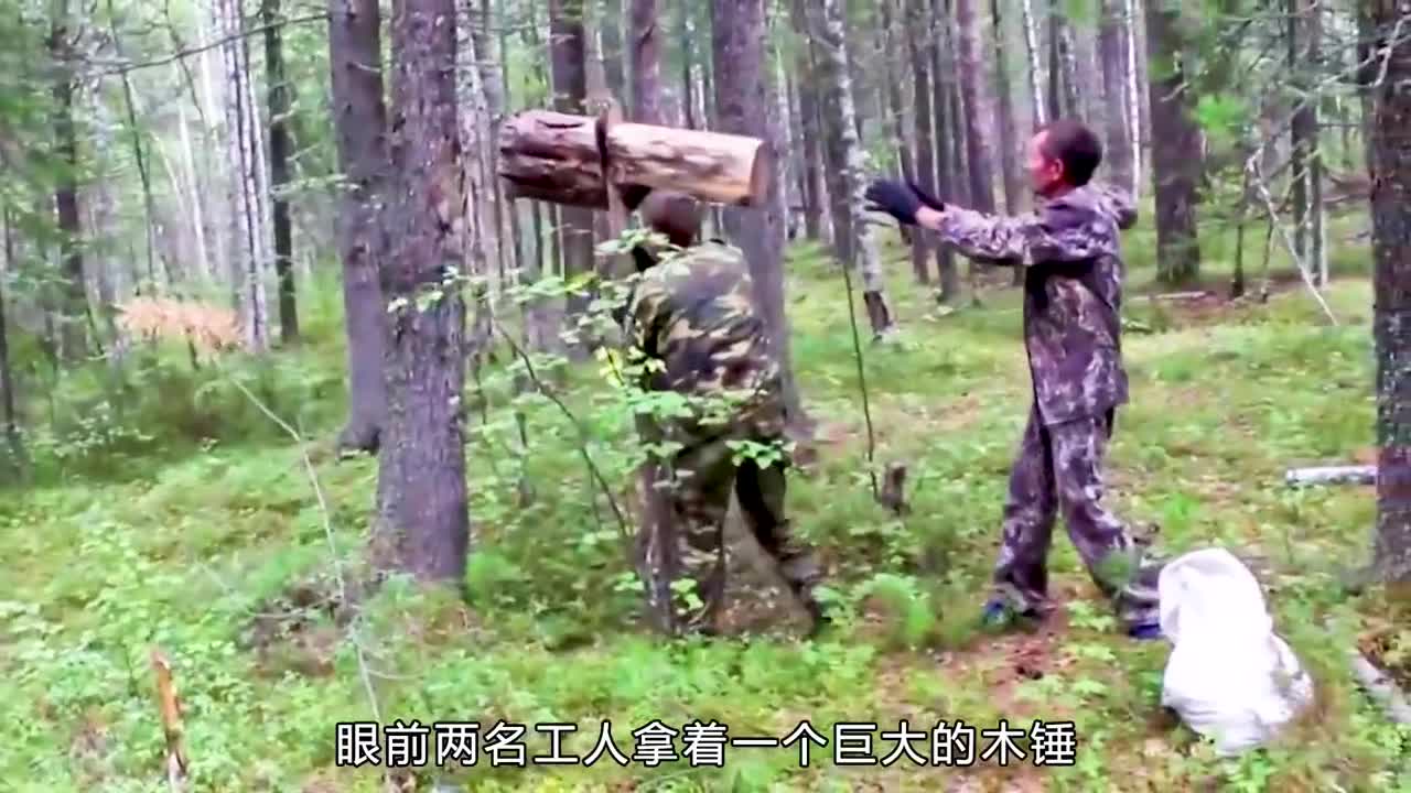 榛子古代贵族享用的坚果你吃过吗